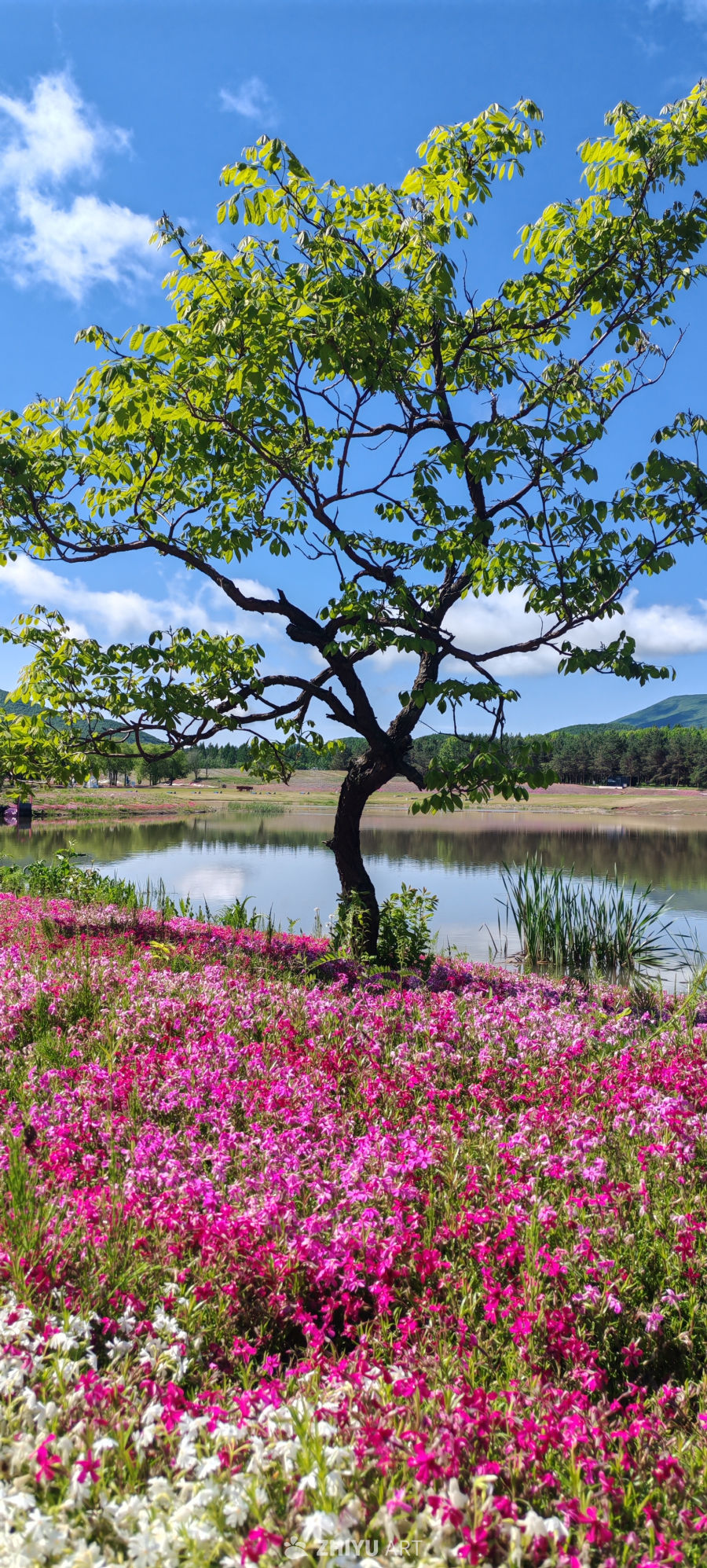花毯映潭