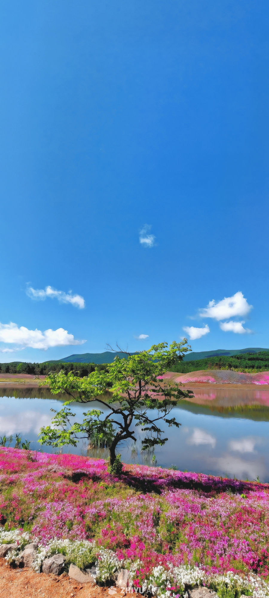 花岸孤树 
