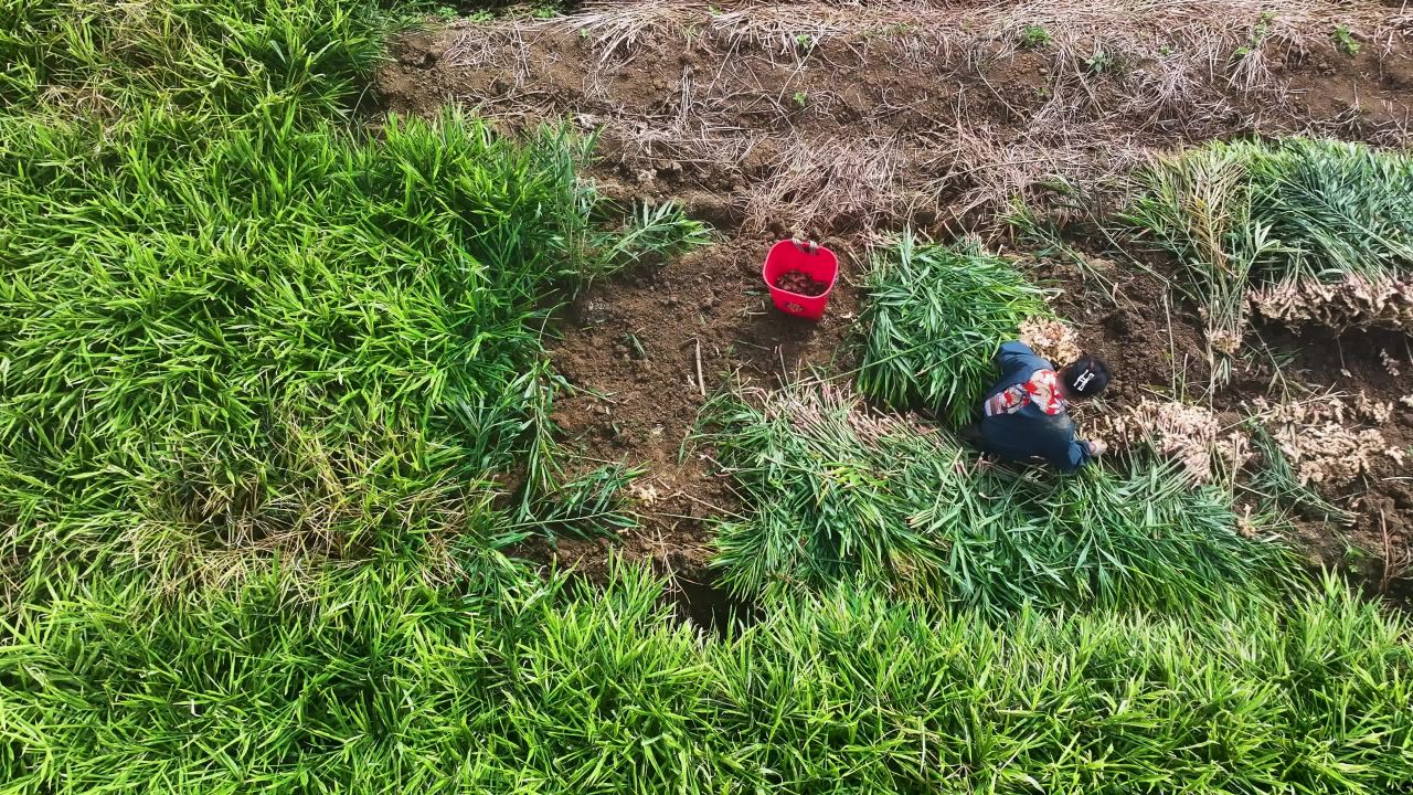 4k航拍生姜种植基地  小黄姜种植小景