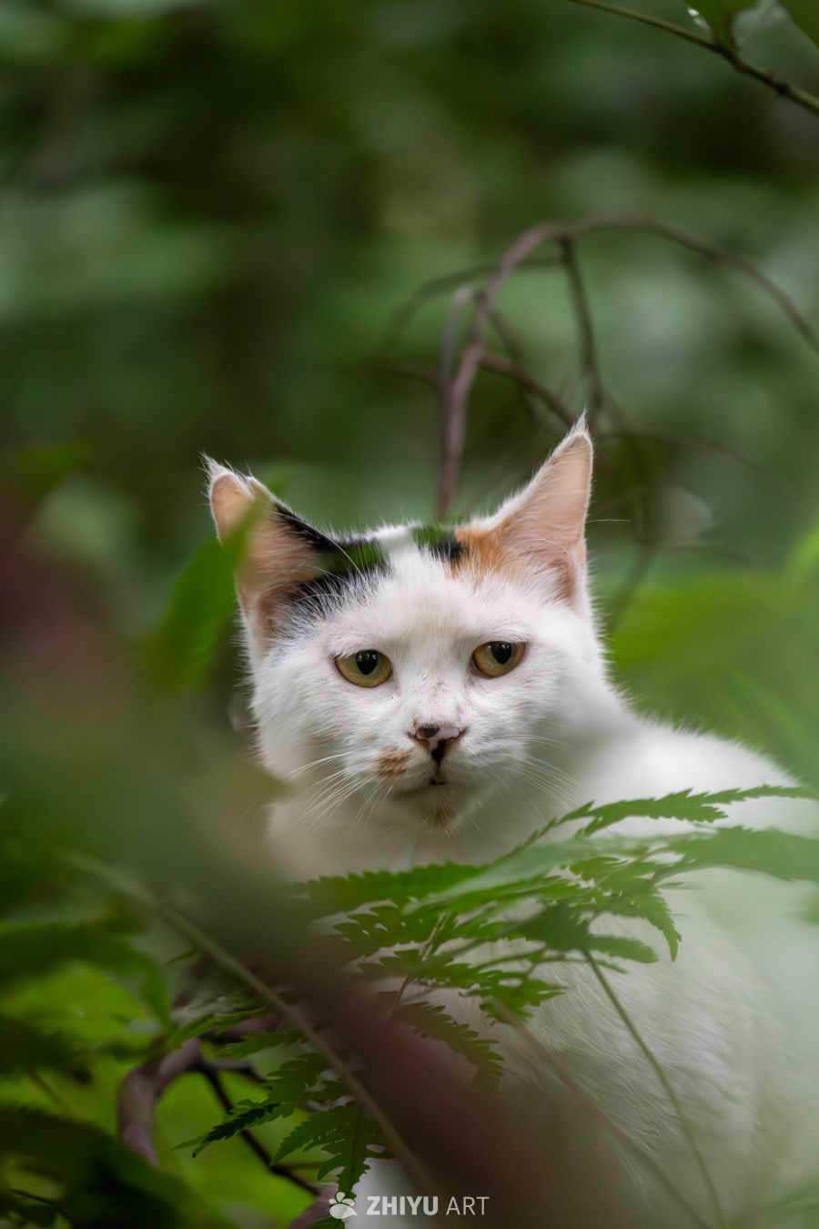 小猫咪