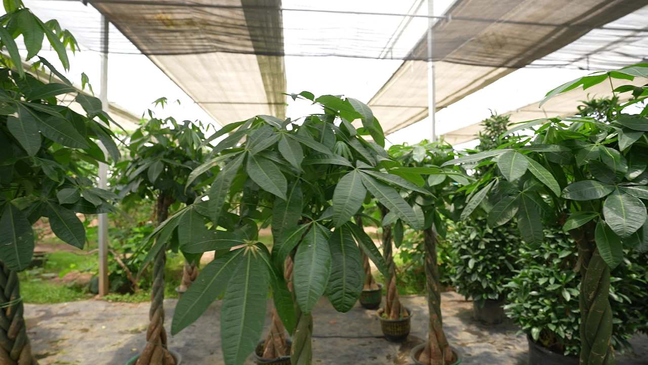盆栽绿植花卉大棚