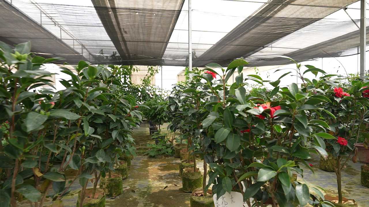 盆栽绿植花卉大棚
