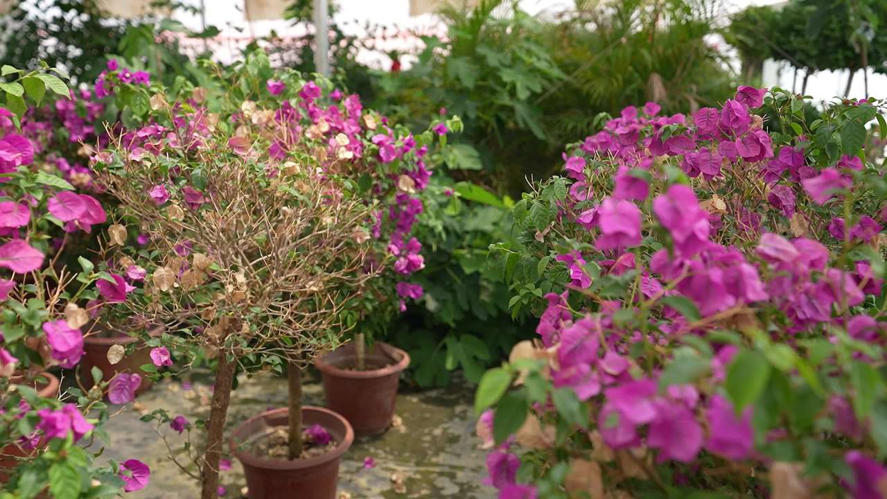 盆栽绿植花卉大棚