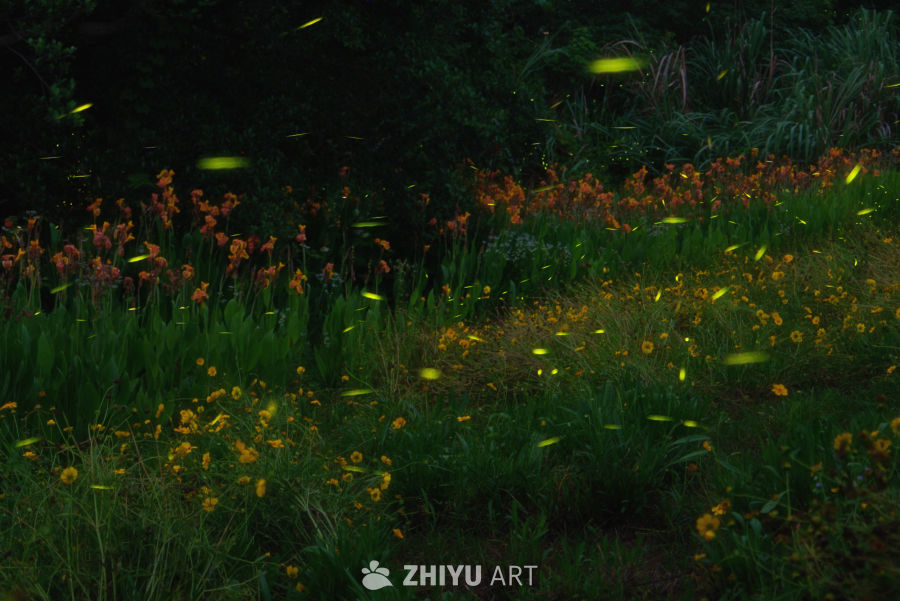 萤火虫