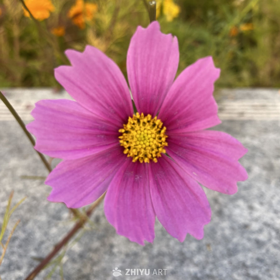 紫色花朵特写