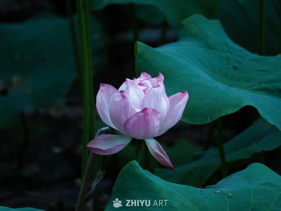 莲花