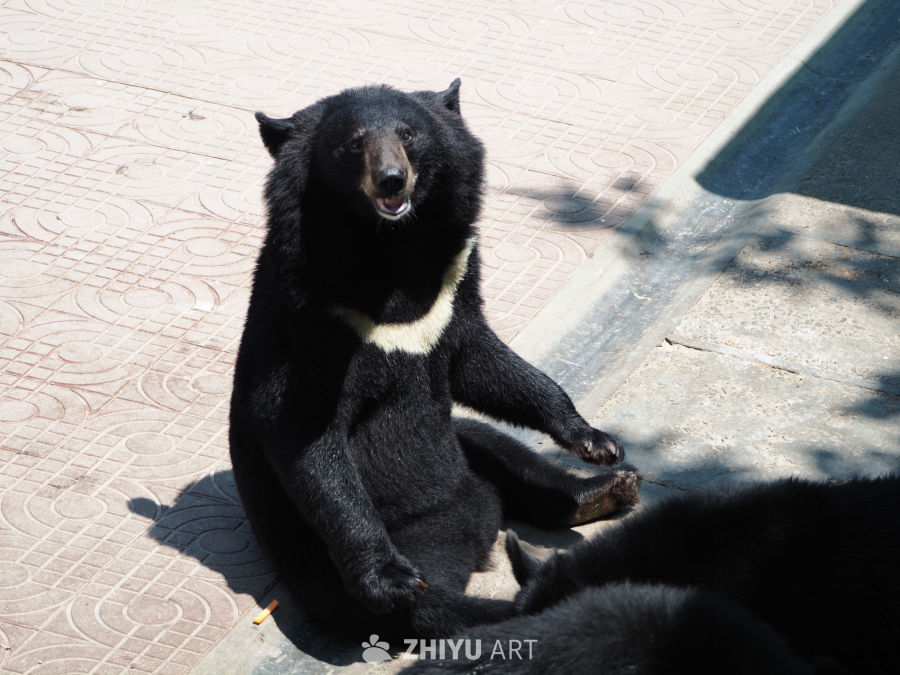 熊熊