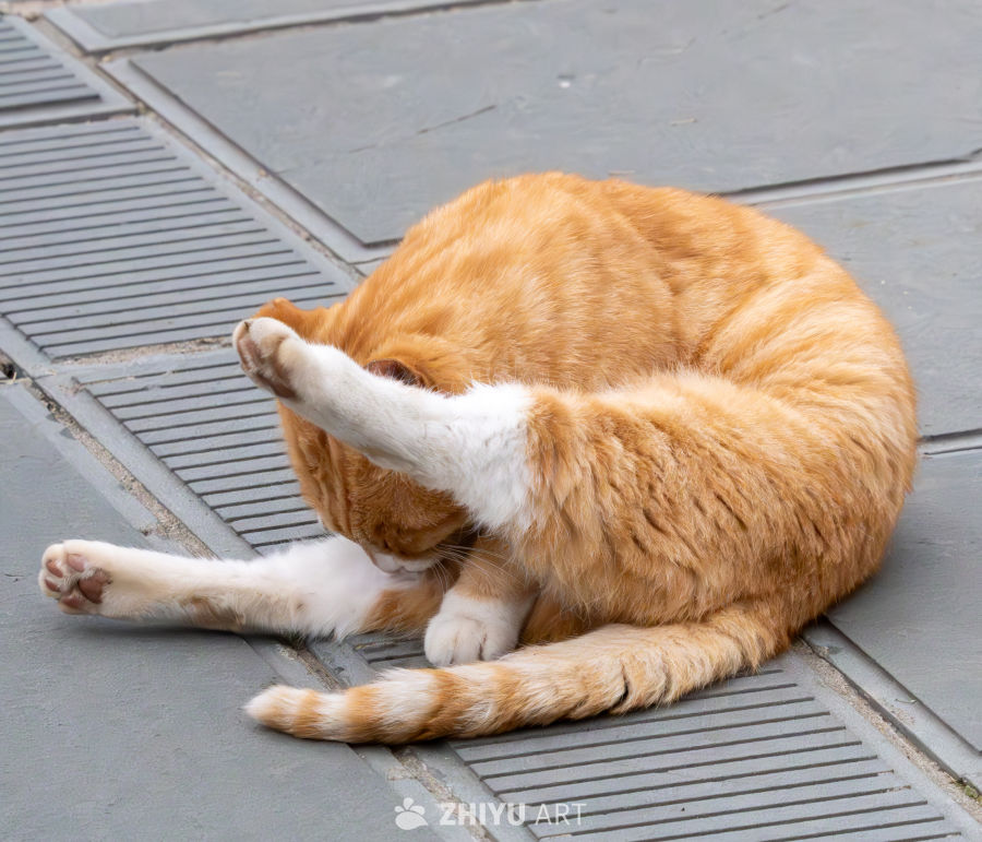 橘猫
