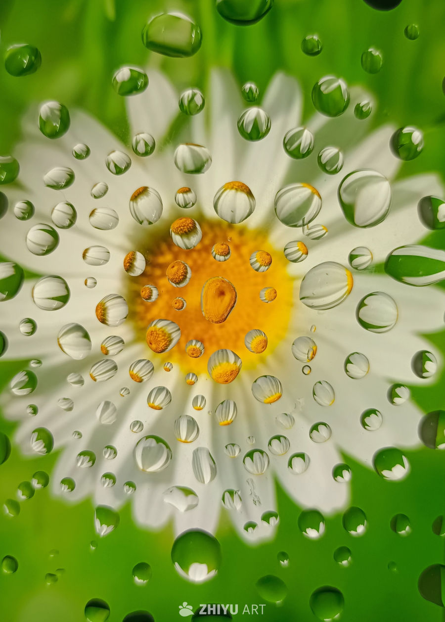水滴中的雏菊微观世界
