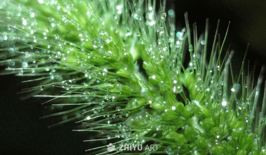 微距植物