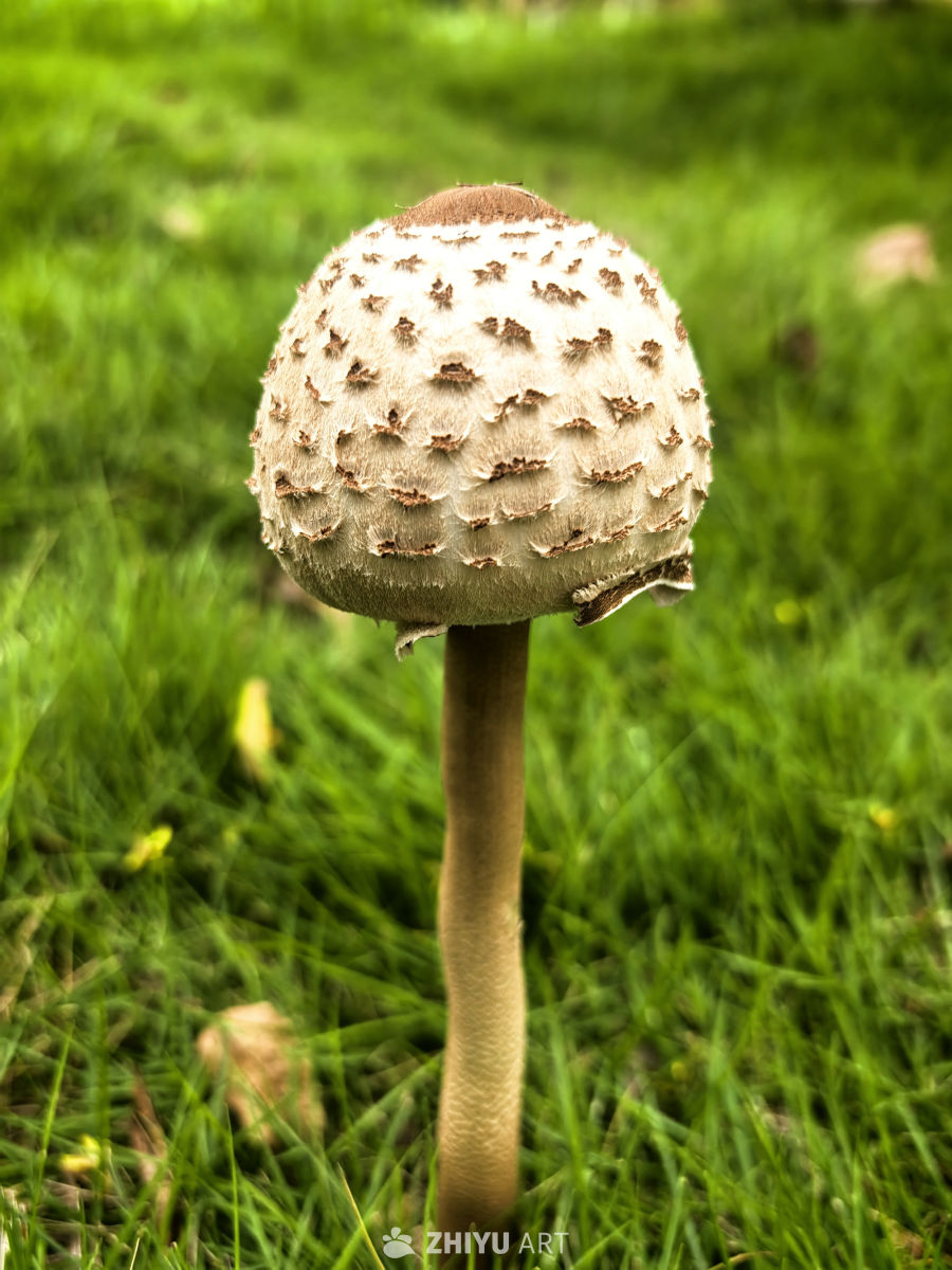 五颜六色的叶子与蘑菇🍄