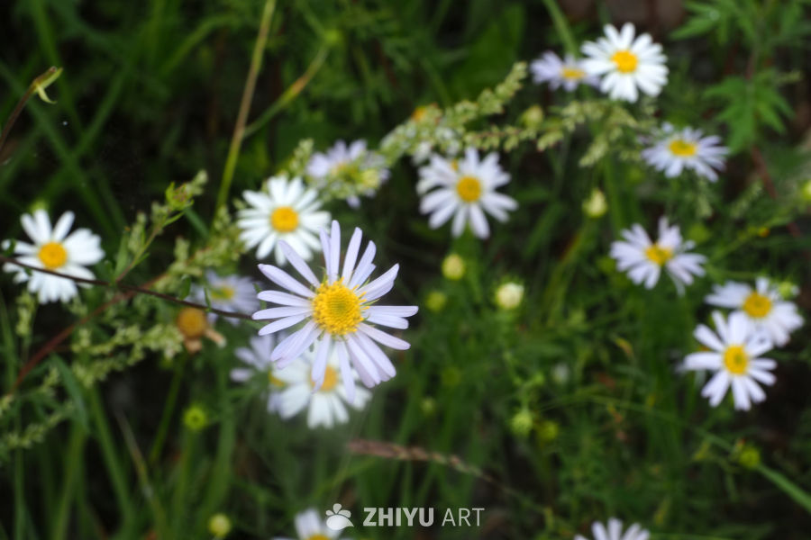 山地雏菊