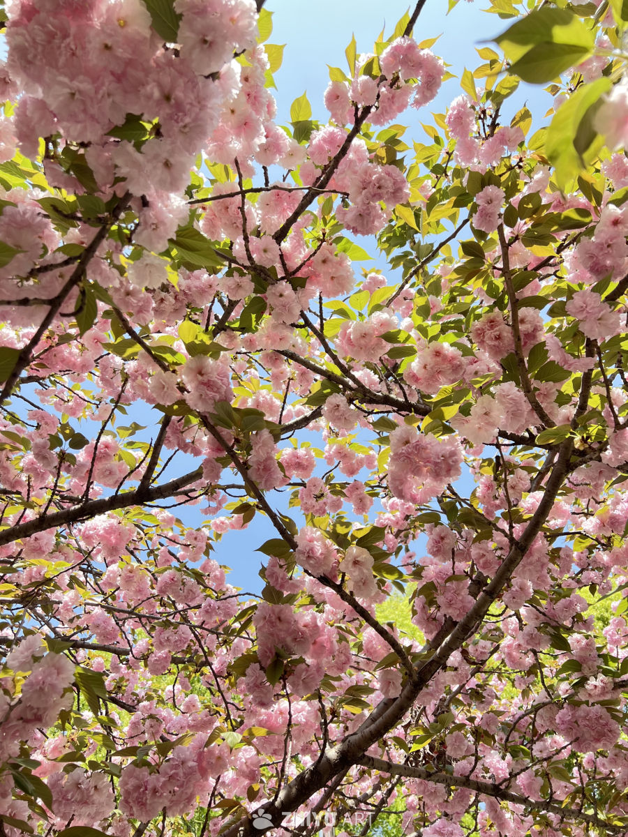 春日樱花