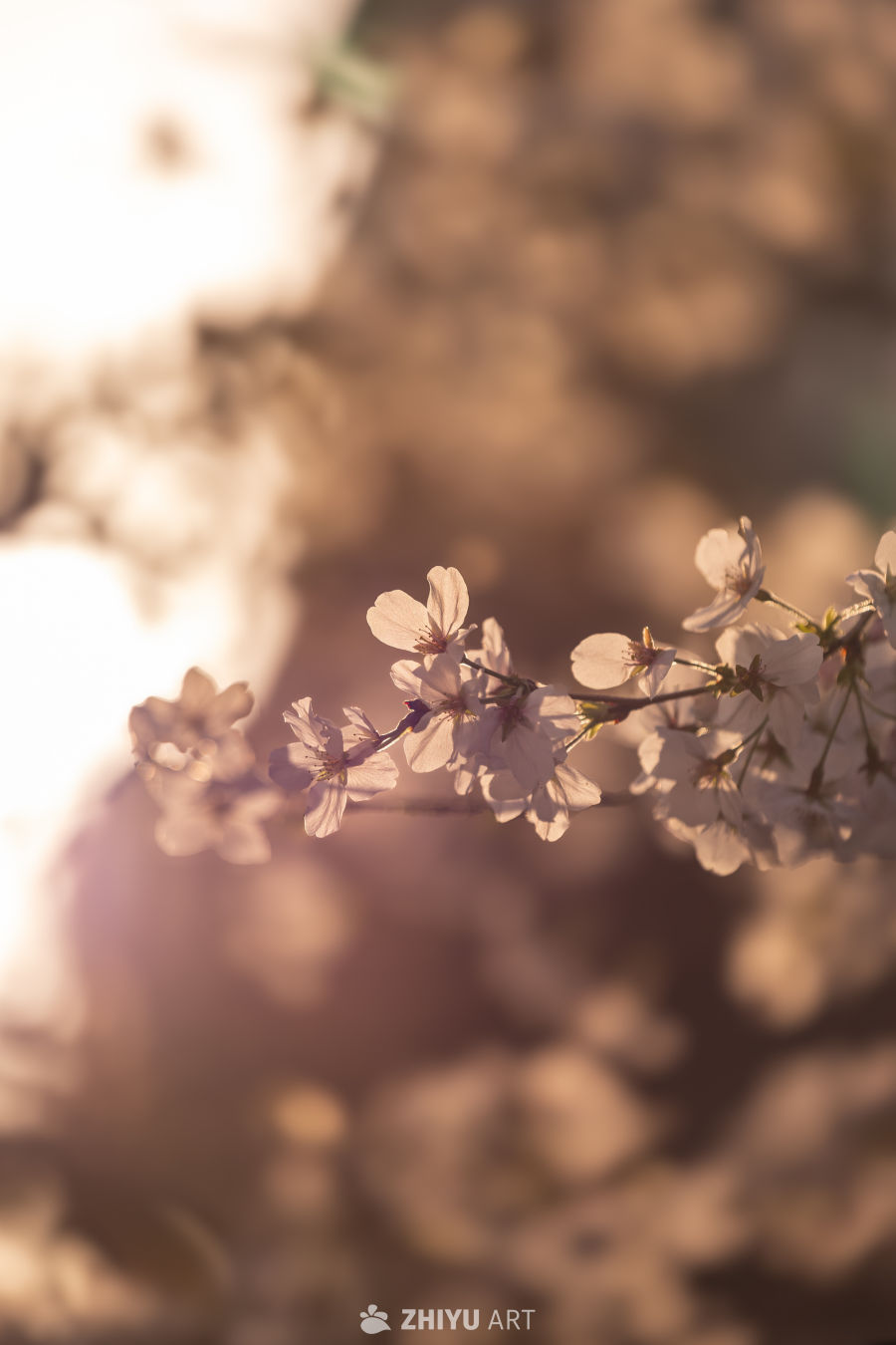 黄昏中的樱花
