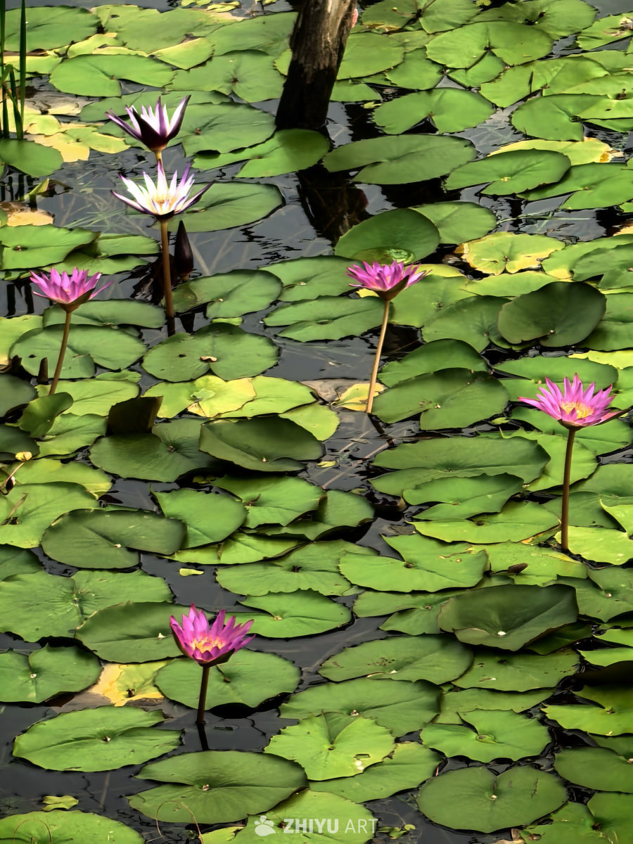 睡莲开花