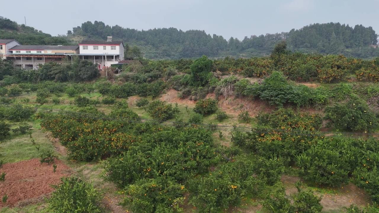 航拍果园与山间房屋