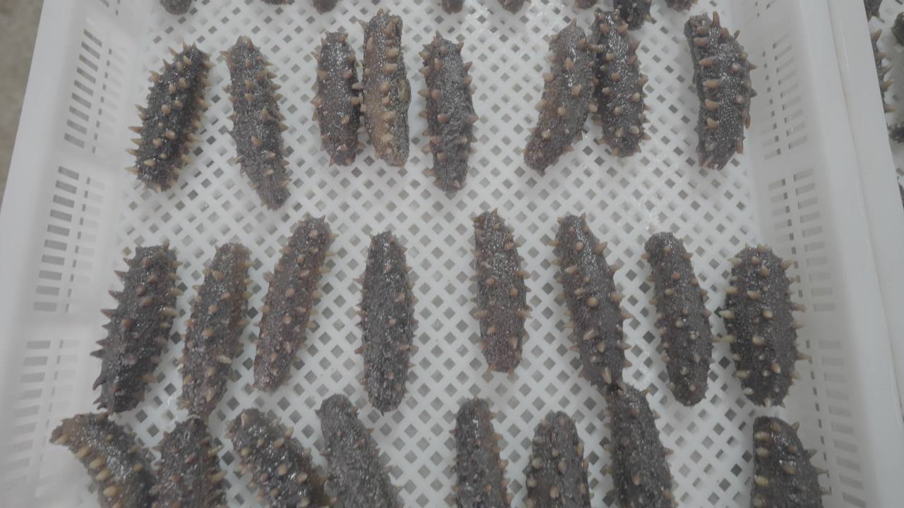 海参加工厂生产过程
