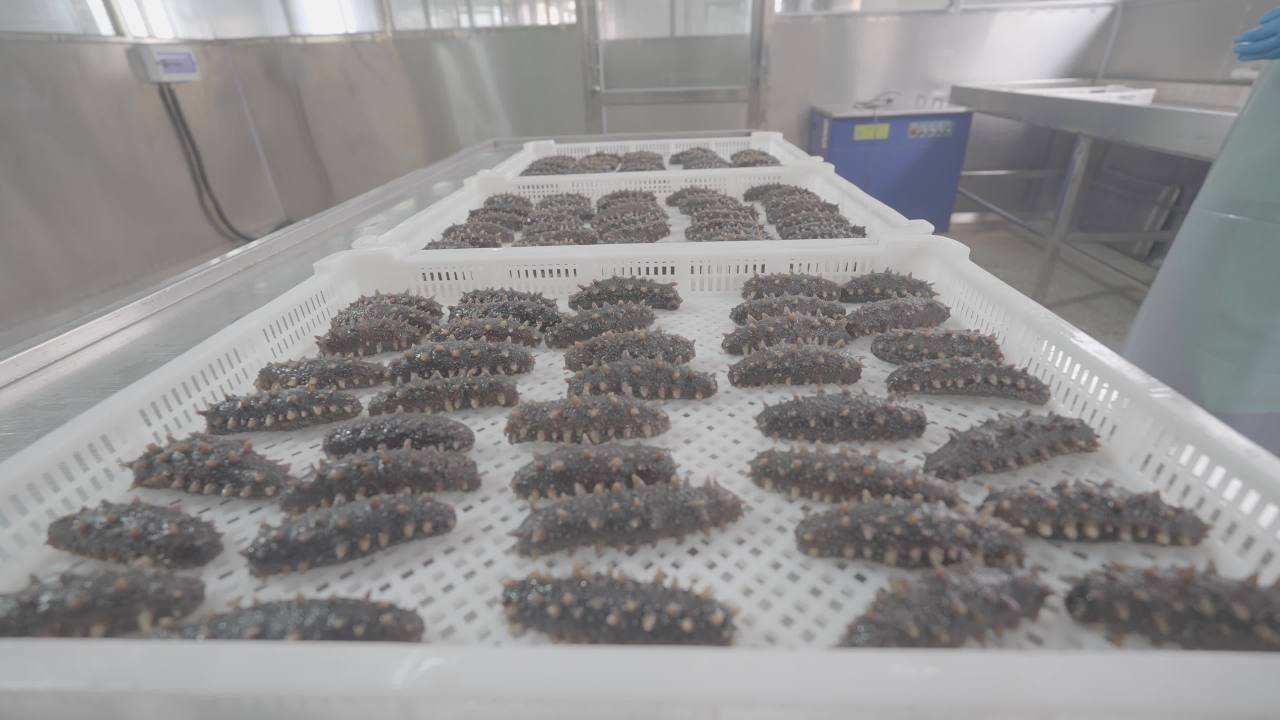 海参加工厂生产过程