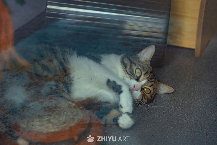 懒洋洋的猫猫