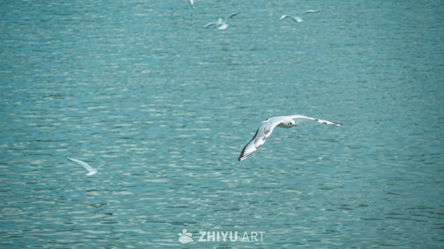 海鸥翱翔于碧波之上