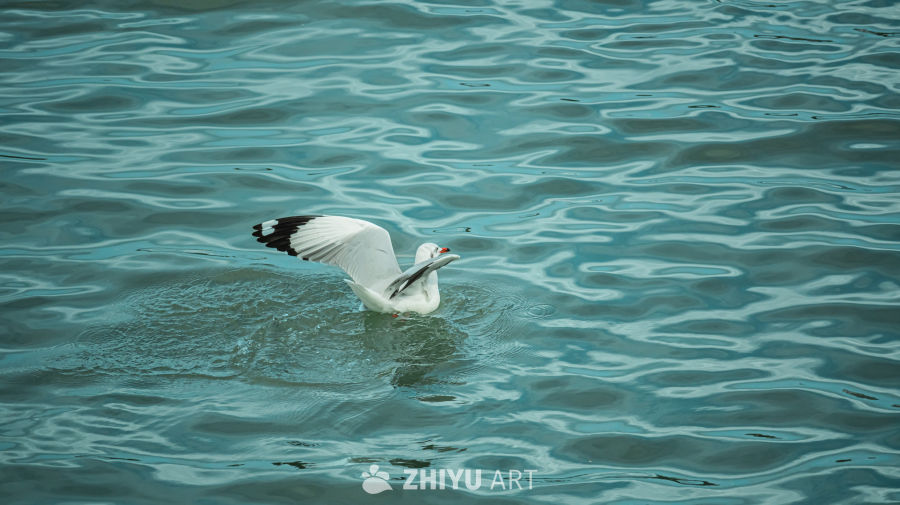 海鸥掠水瞬间