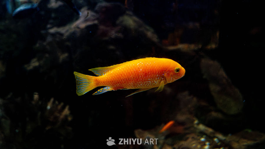 金鱼游弋水族箱