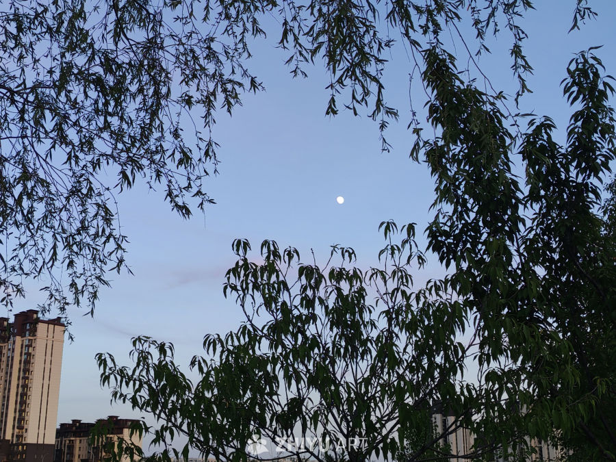 月光照我影