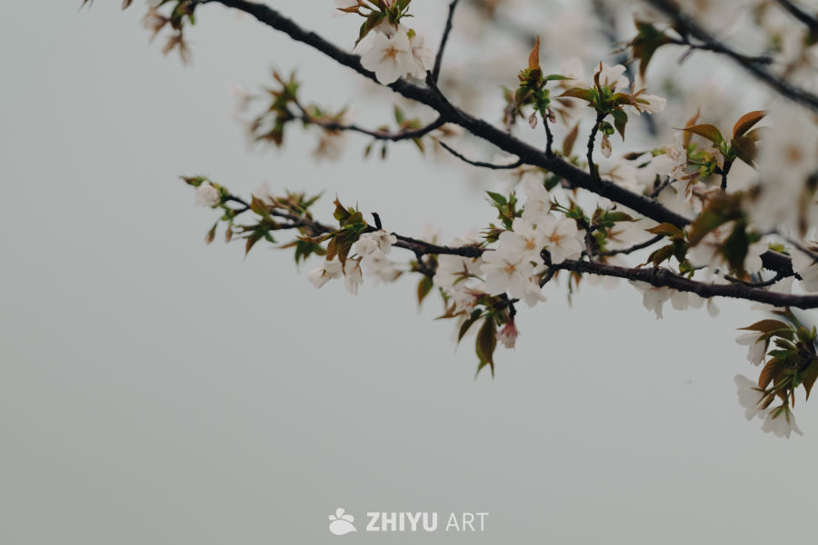 春日樱花特写