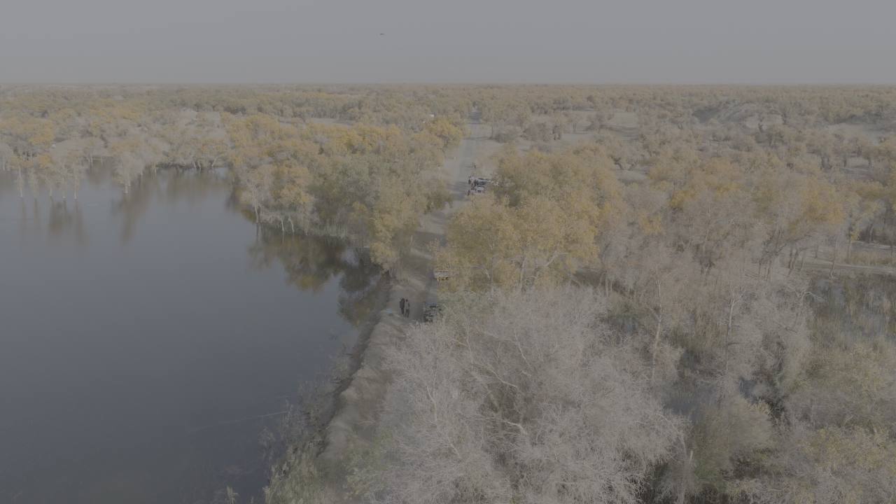 航拍河流与树林的宁静景象