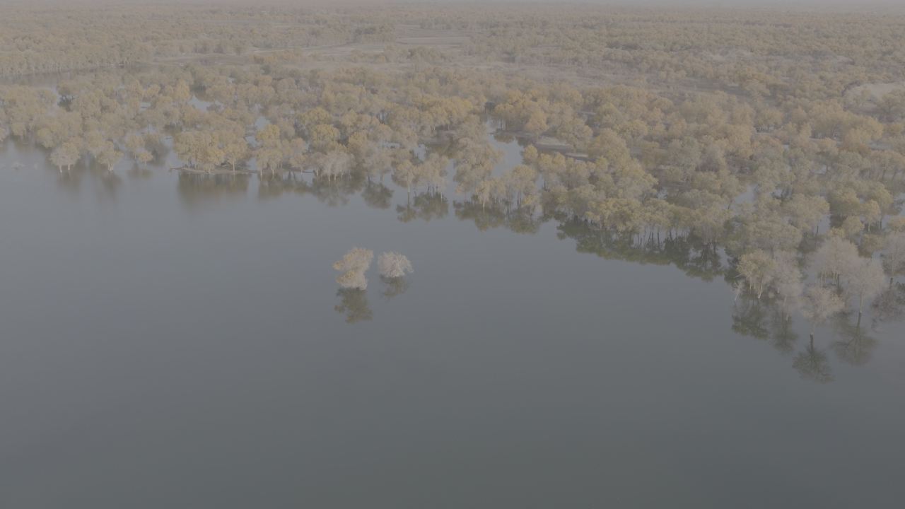 湿地晨雾航拍