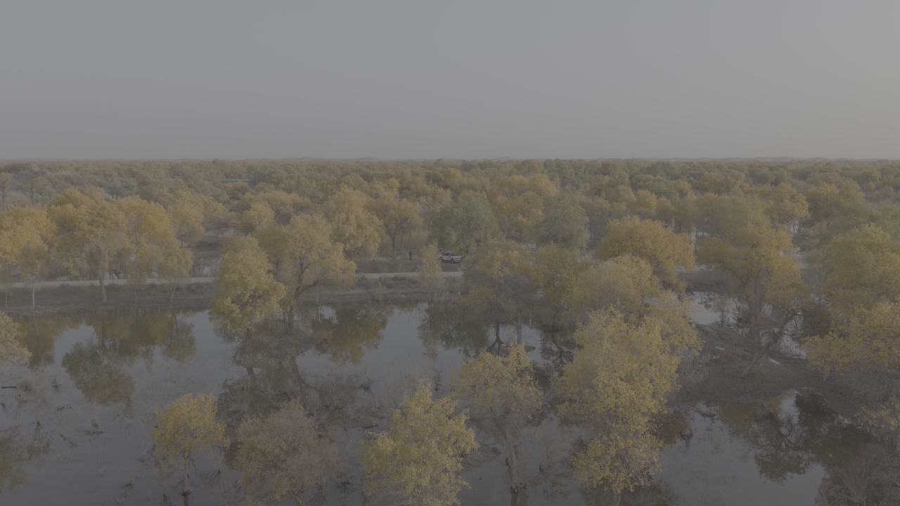 湿地航拍：秋日静谧之美