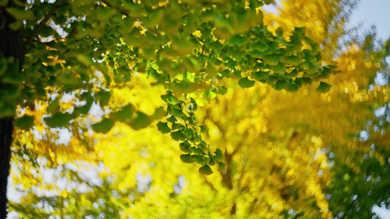 秋日银杏光影