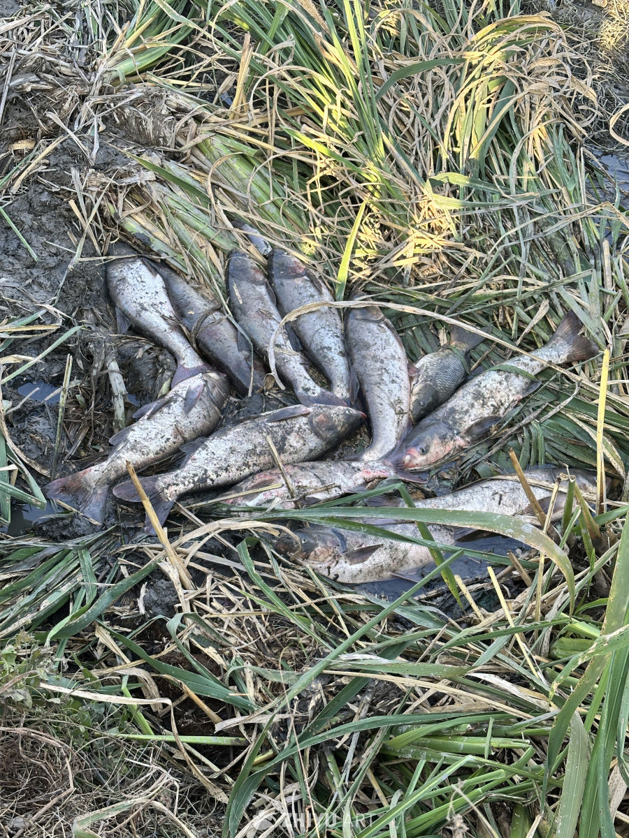 丰收的渔获