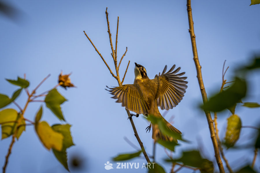 展翅的小鸟