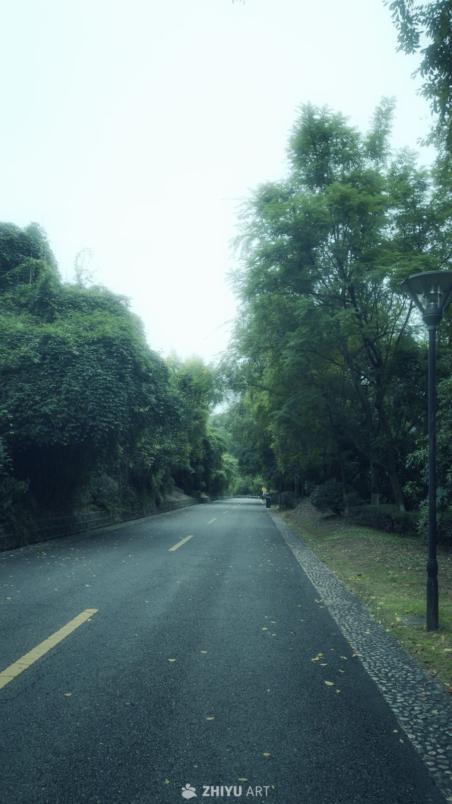 林荫小道的宁静时光