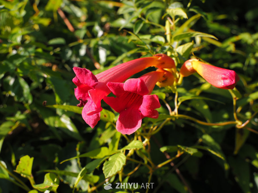 凌霄花