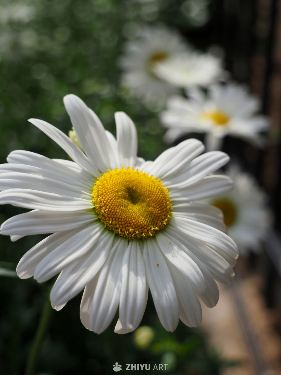 雏菊