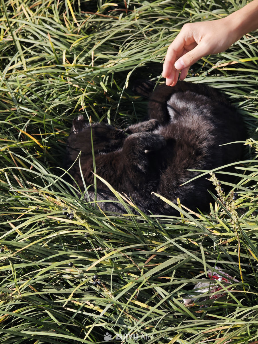 黑猫与人手的草地互动