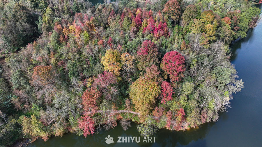 航拍水边枫叶美景  初冬枫叶似火 24