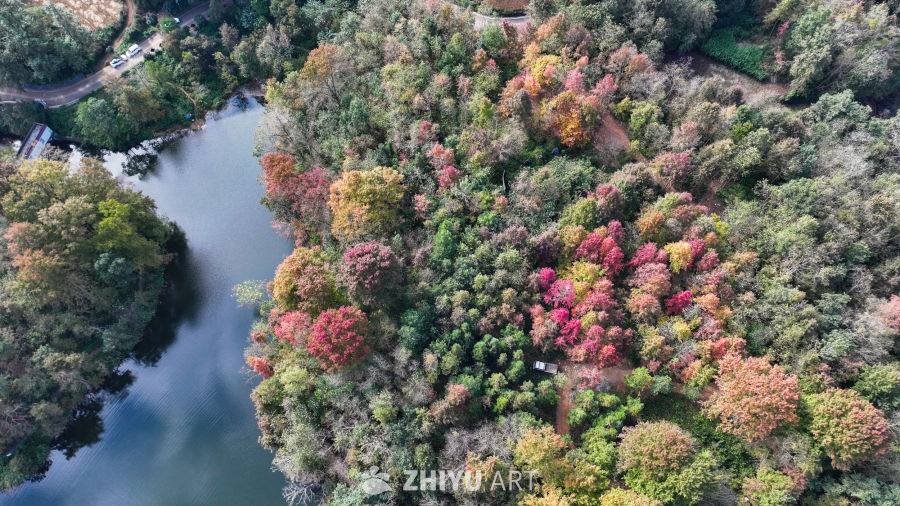 航拍水边枫叶美景  初冬枫叶似火 25