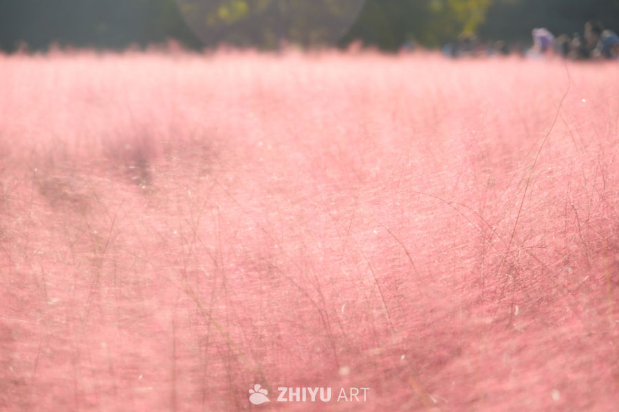 奥森粉黛 5