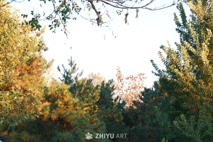 奥森银杏 12