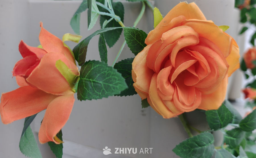 白色背景清新月季花