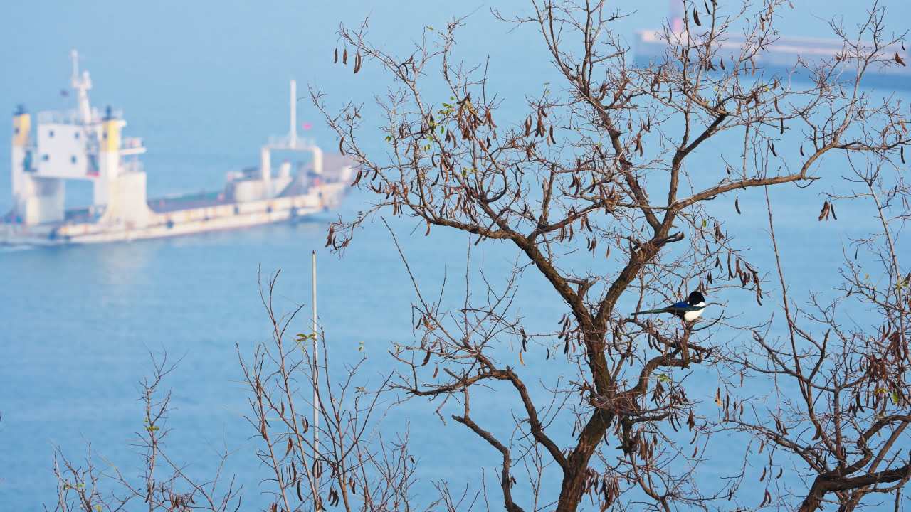 海上船只与树梢小鸟