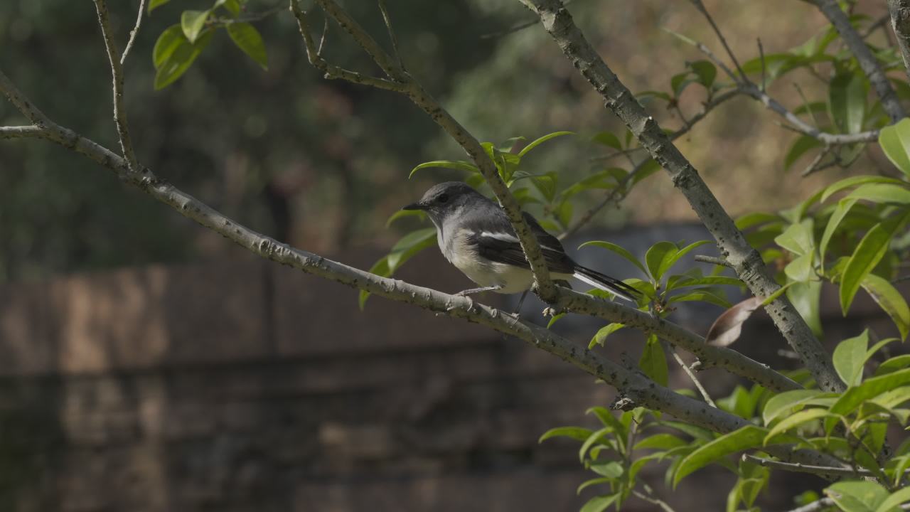 杨府山公园观鸟 43