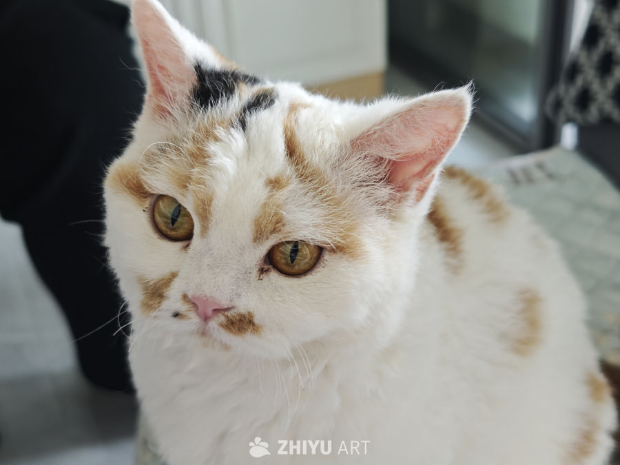 三花猫咪的温柔凝视