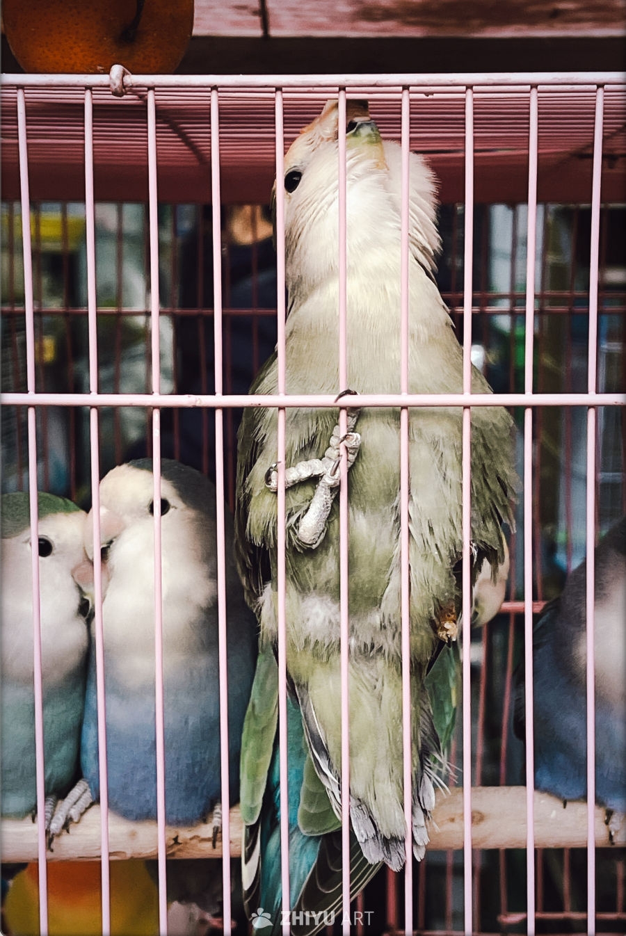 笼中鸟（鹦鹉）