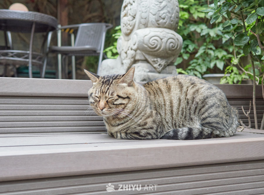 户外庭院环境中虎斑猫台阶酣睡特写