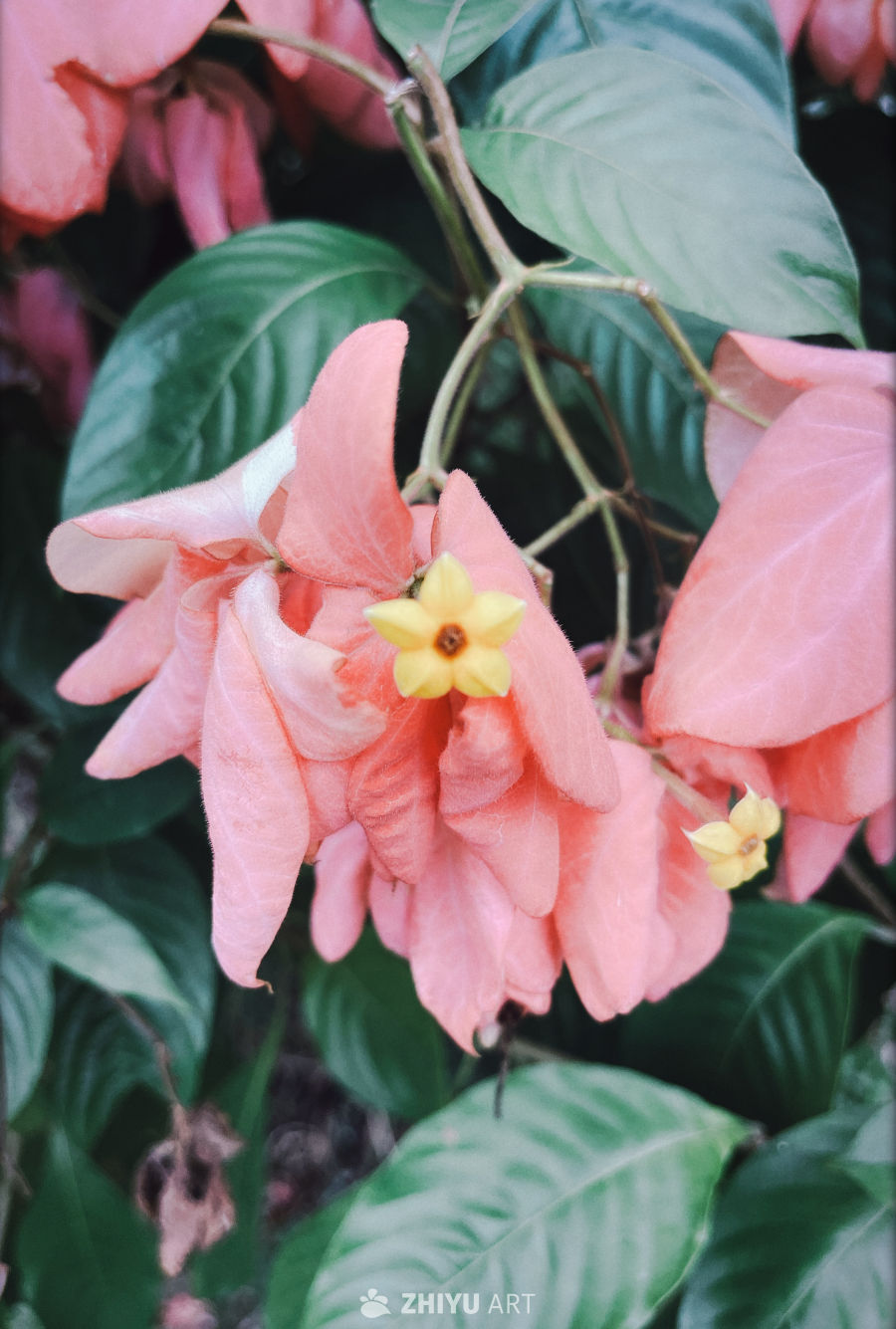 盛开的花