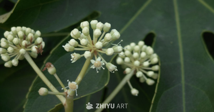 冬日清新背景素材，绿叶间的生机